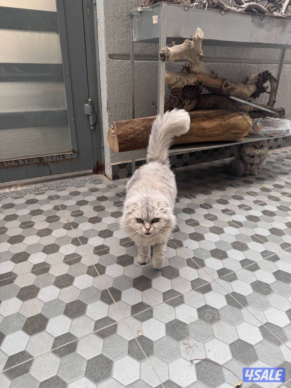 تبني قط تبني1