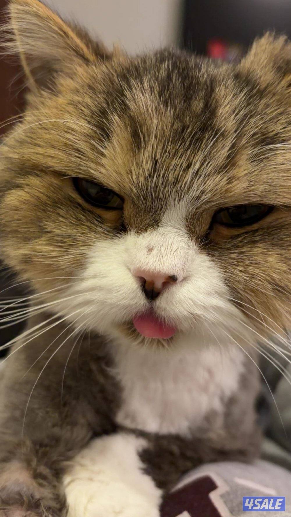 للتبني قطة انقاذ شيرازيه نثيه2