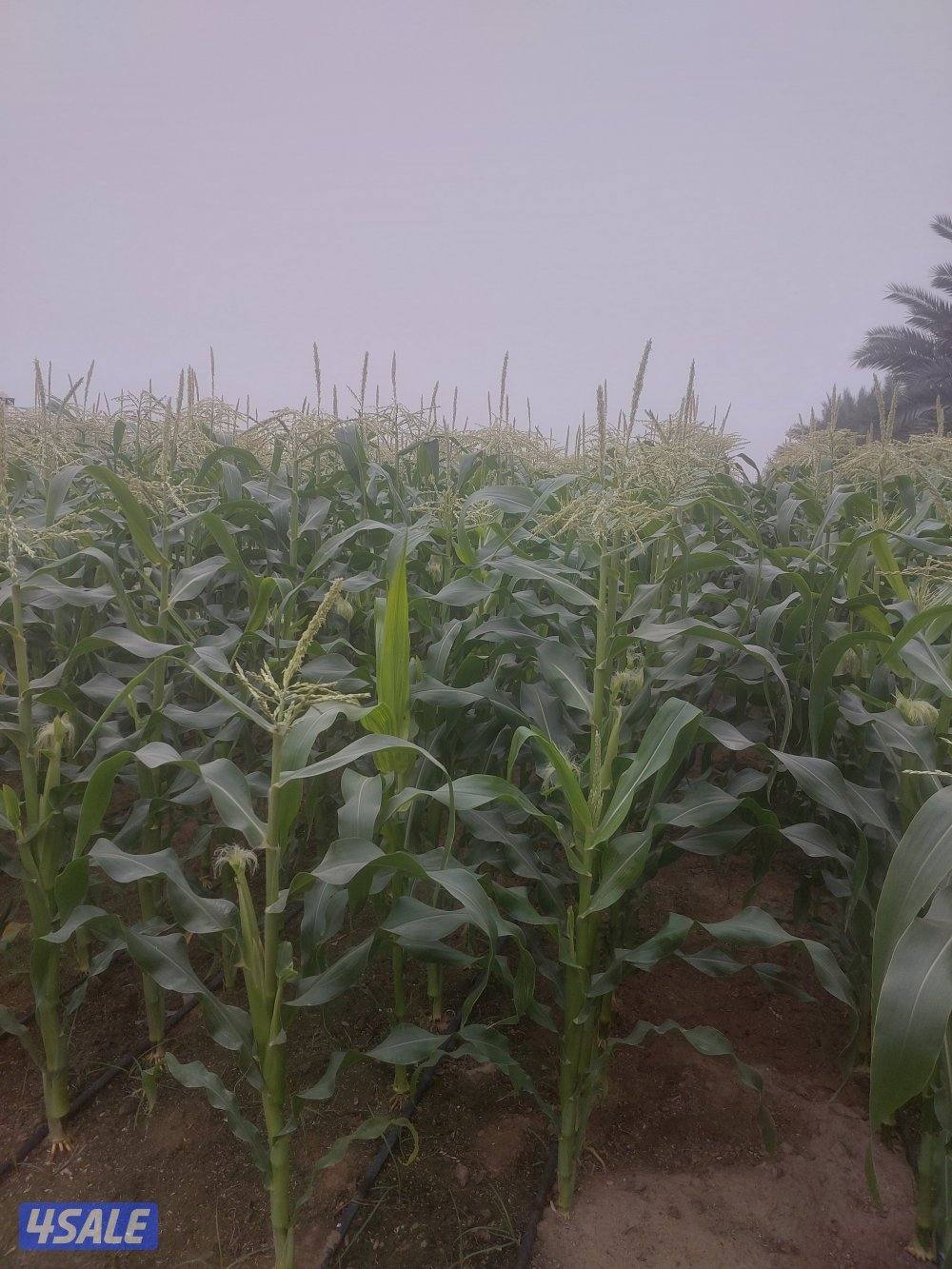 حارس وعامل تربيه مواشي ونظافه وعزق0