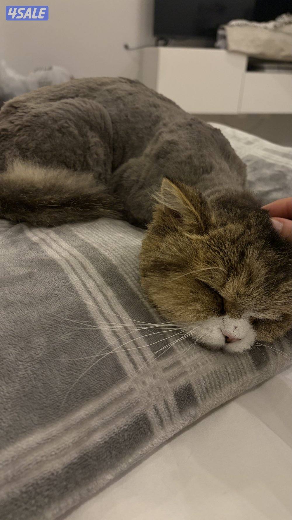 للتبني قطة انقاذ شيرازيه نثيه5