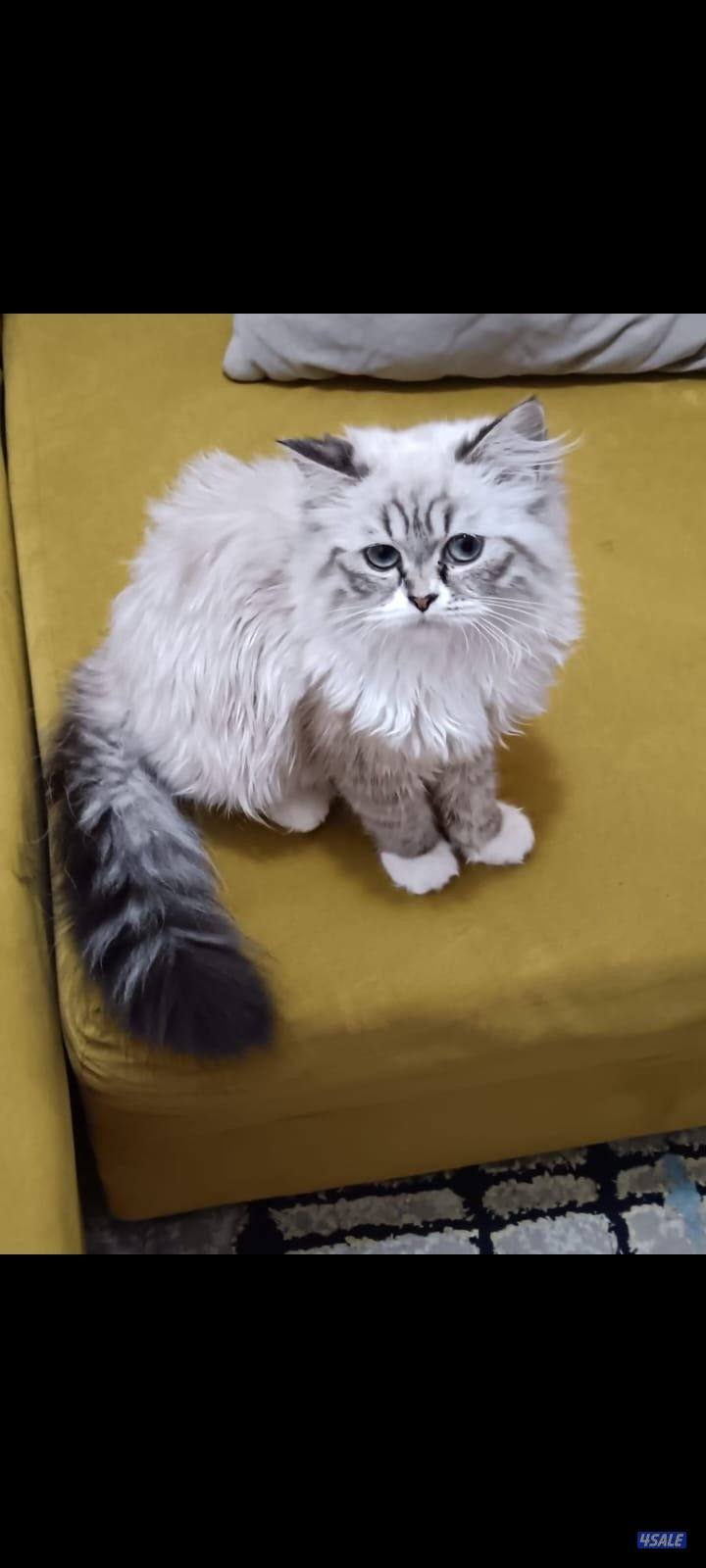 توصيل طلبات استهلاكيه وتوصيل اشخاص سياره حديثه ٢٠٢٢0