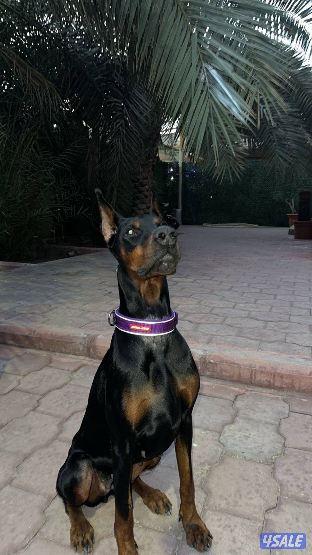 للبيع دوبر مان نثيه0