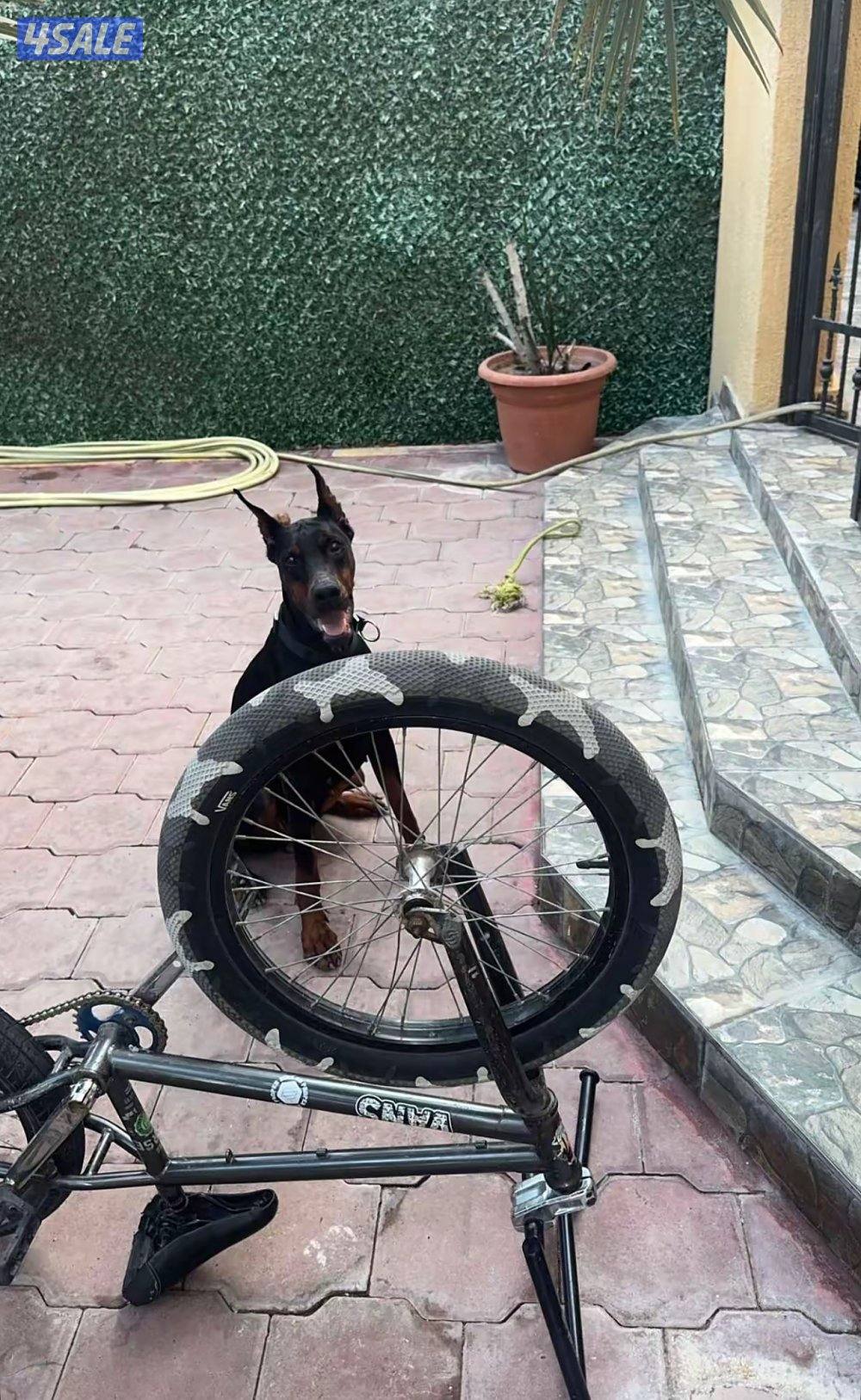 للبيع دوبر مان نثيه1