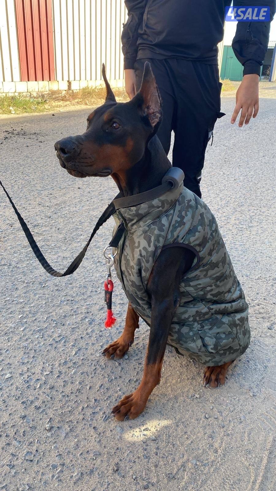 للبيع دوبر مان نثيه2