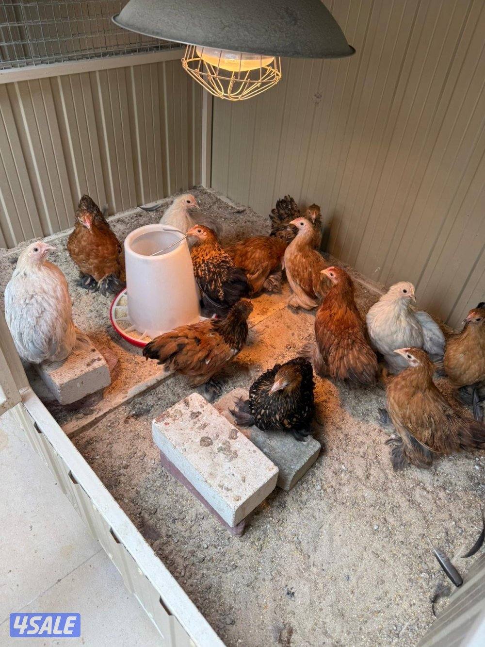 للبيع فروخ وزوج كوشن0