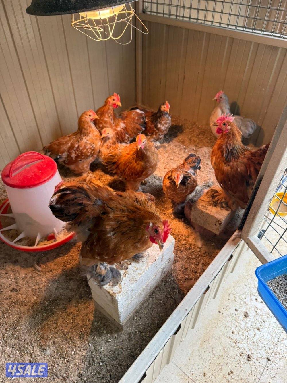 للبيع فروخ وزوج كوشن1