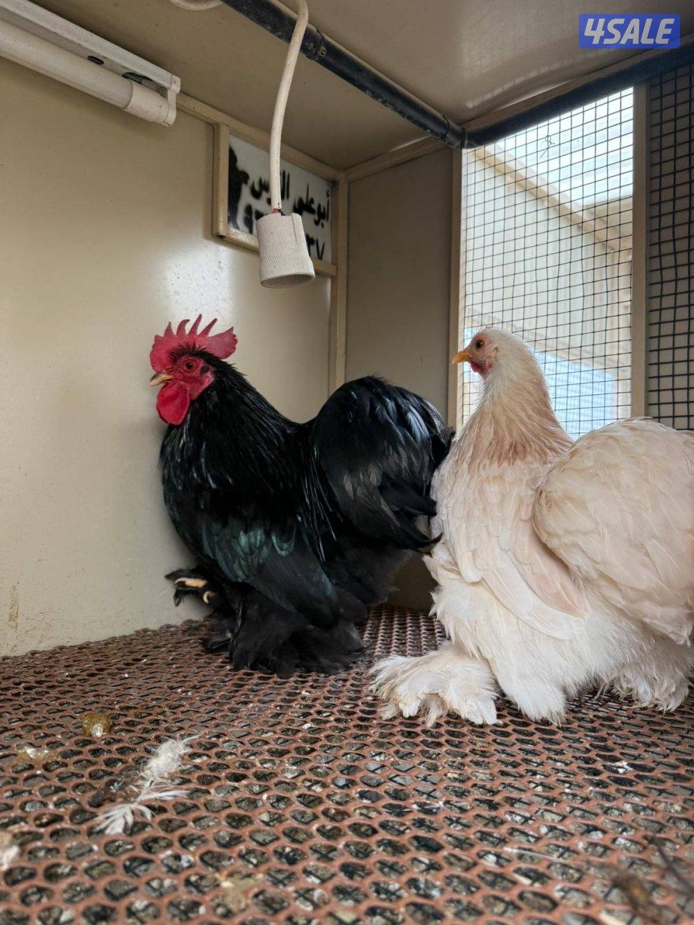 للبيع فروخ وزوج كوشن2