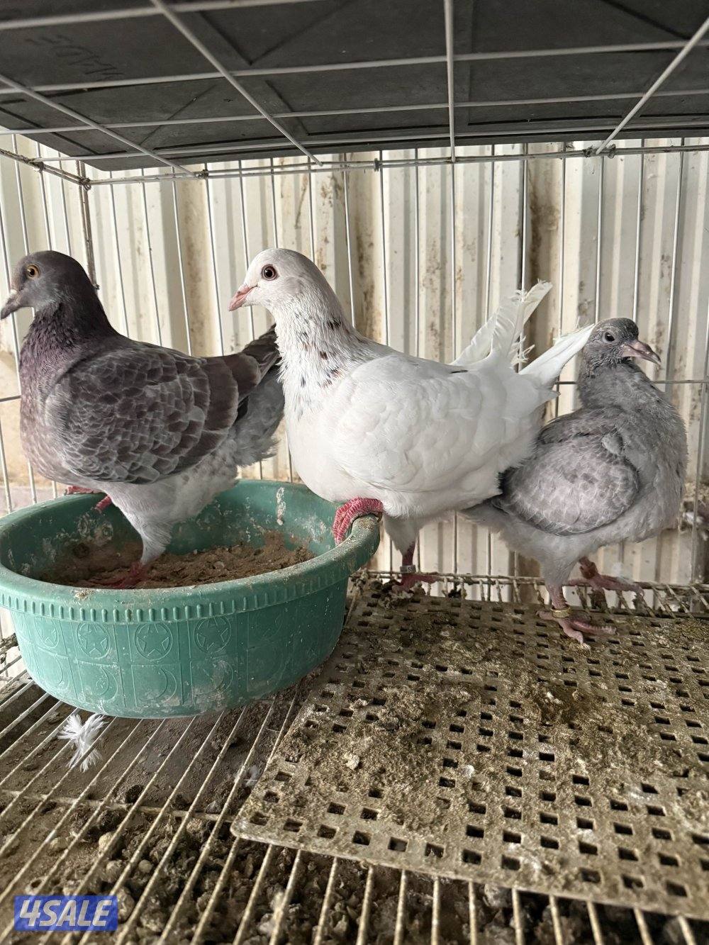 للبيع ازواج تاكسن0