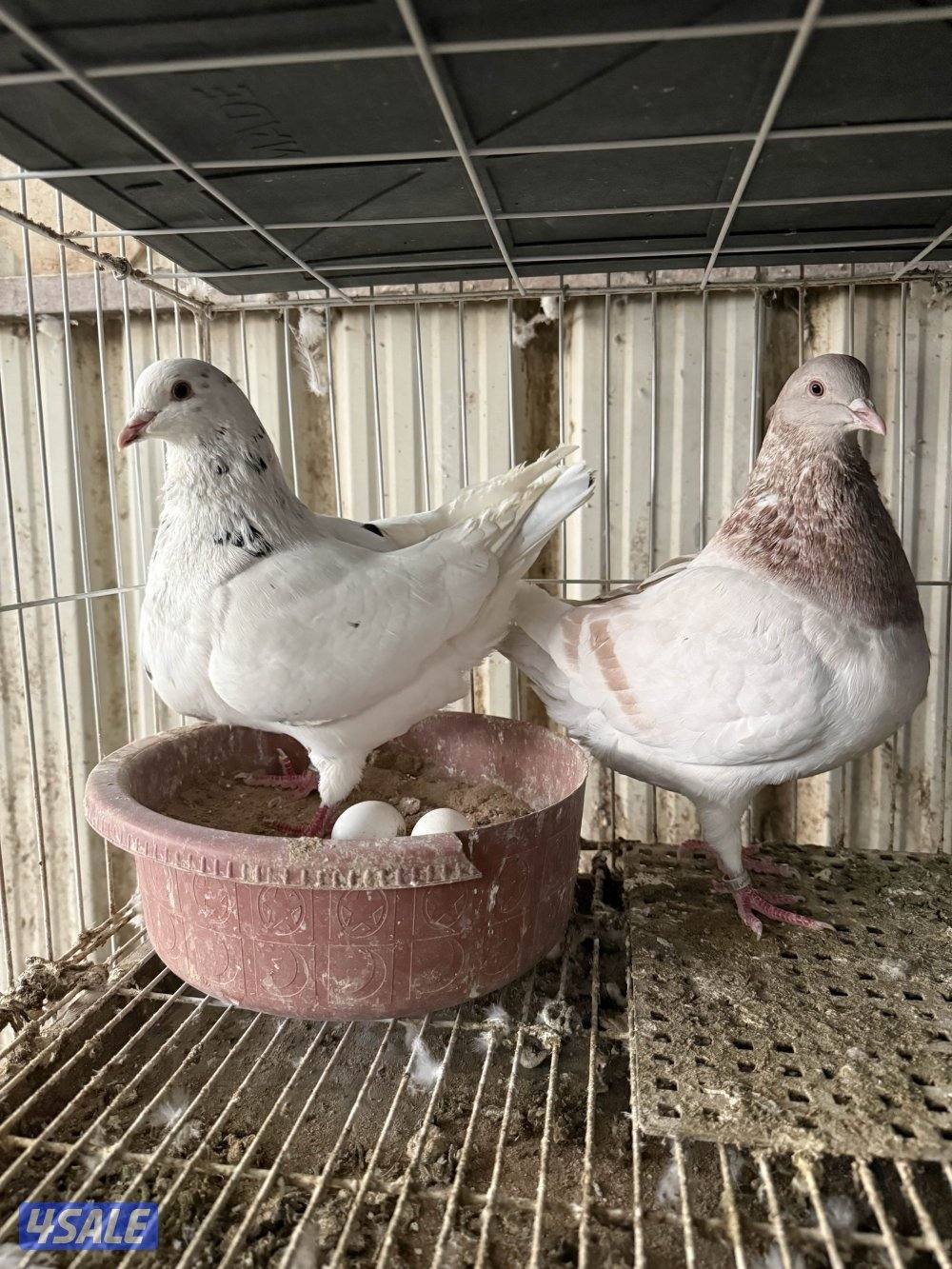 للبيع ازواج تاكسن1