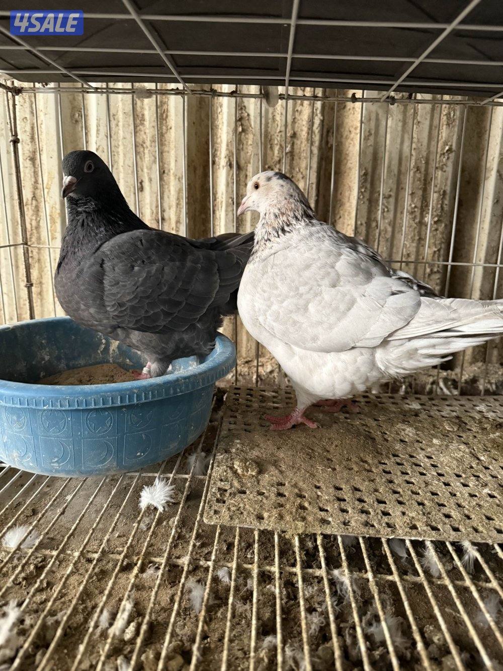 للبيع ازواج تاكسن2