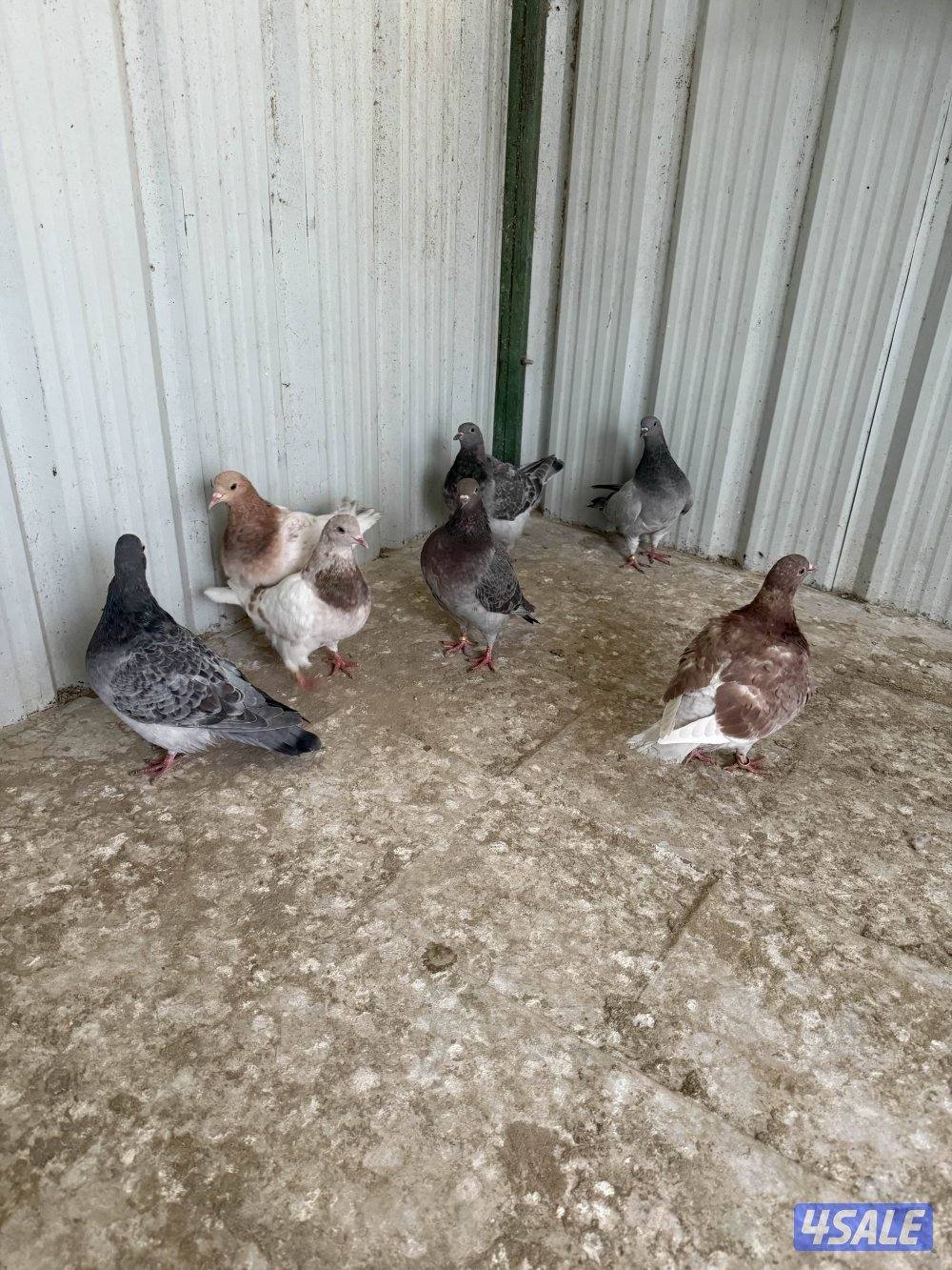 للبيع ازواج تاكسن3