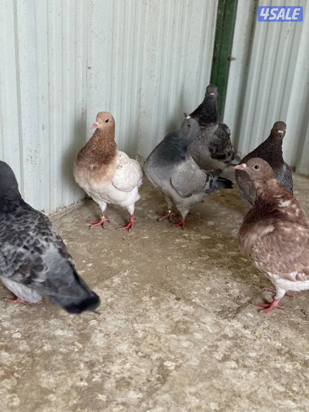 للبيع ازواج تاكسن4