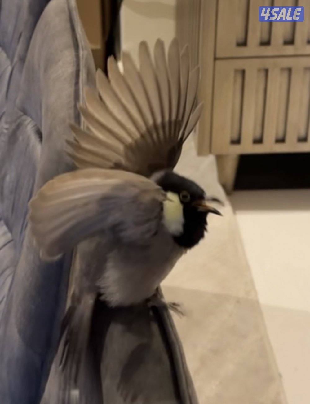 للبيع بلابل عراقيه ربوه هدد0