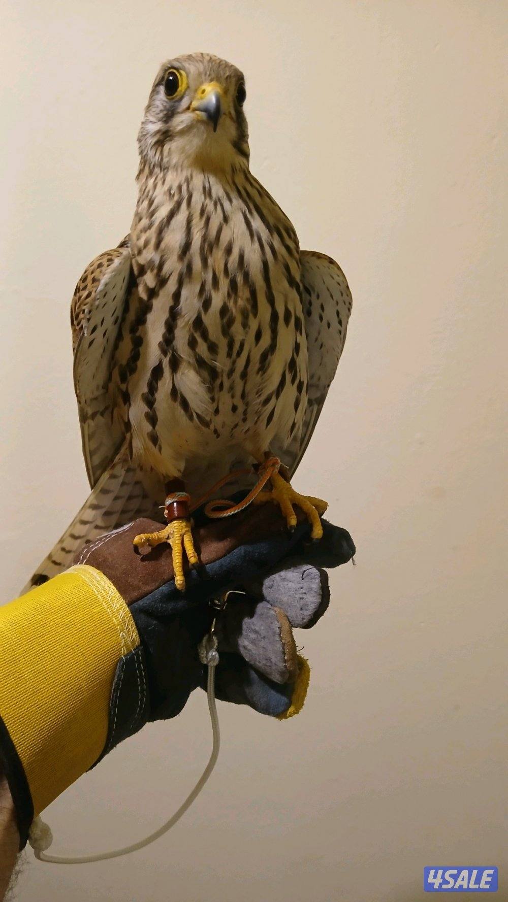 السلام عليكم للبيع طير0