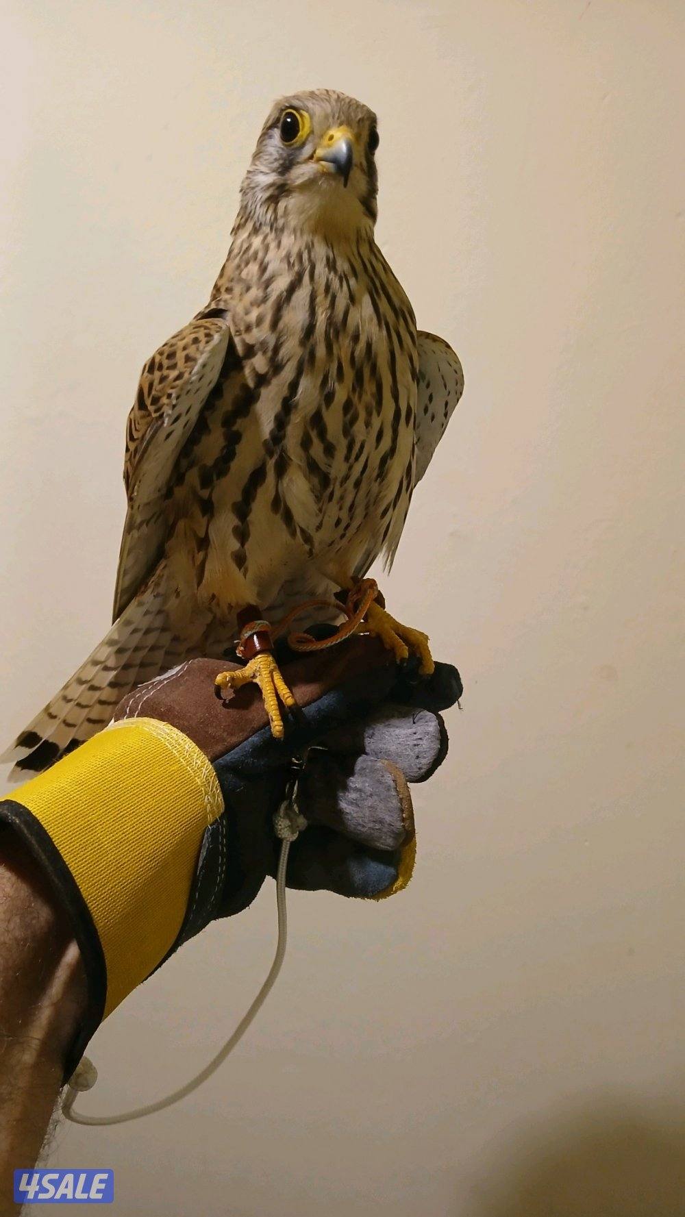 السلام عليكم للبيع طير1