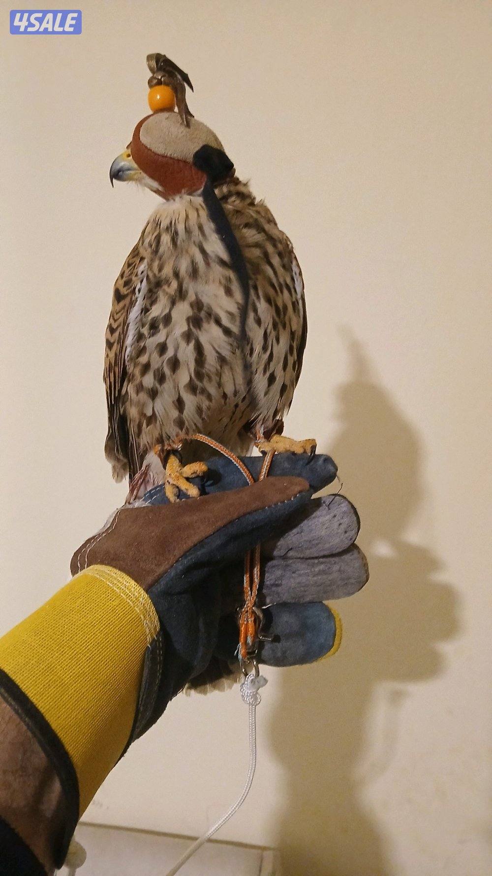 السلام عليكم للبيع طير2