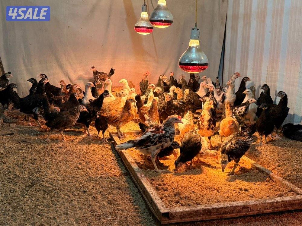 صيصان رومي + دجاج1