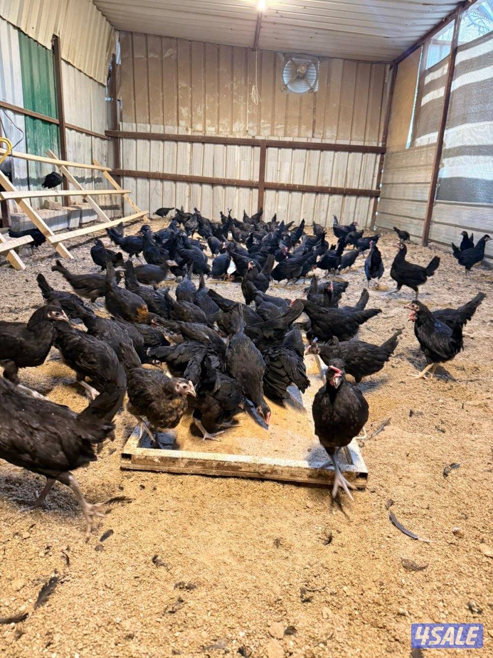 صيصان رومي + دجاج2