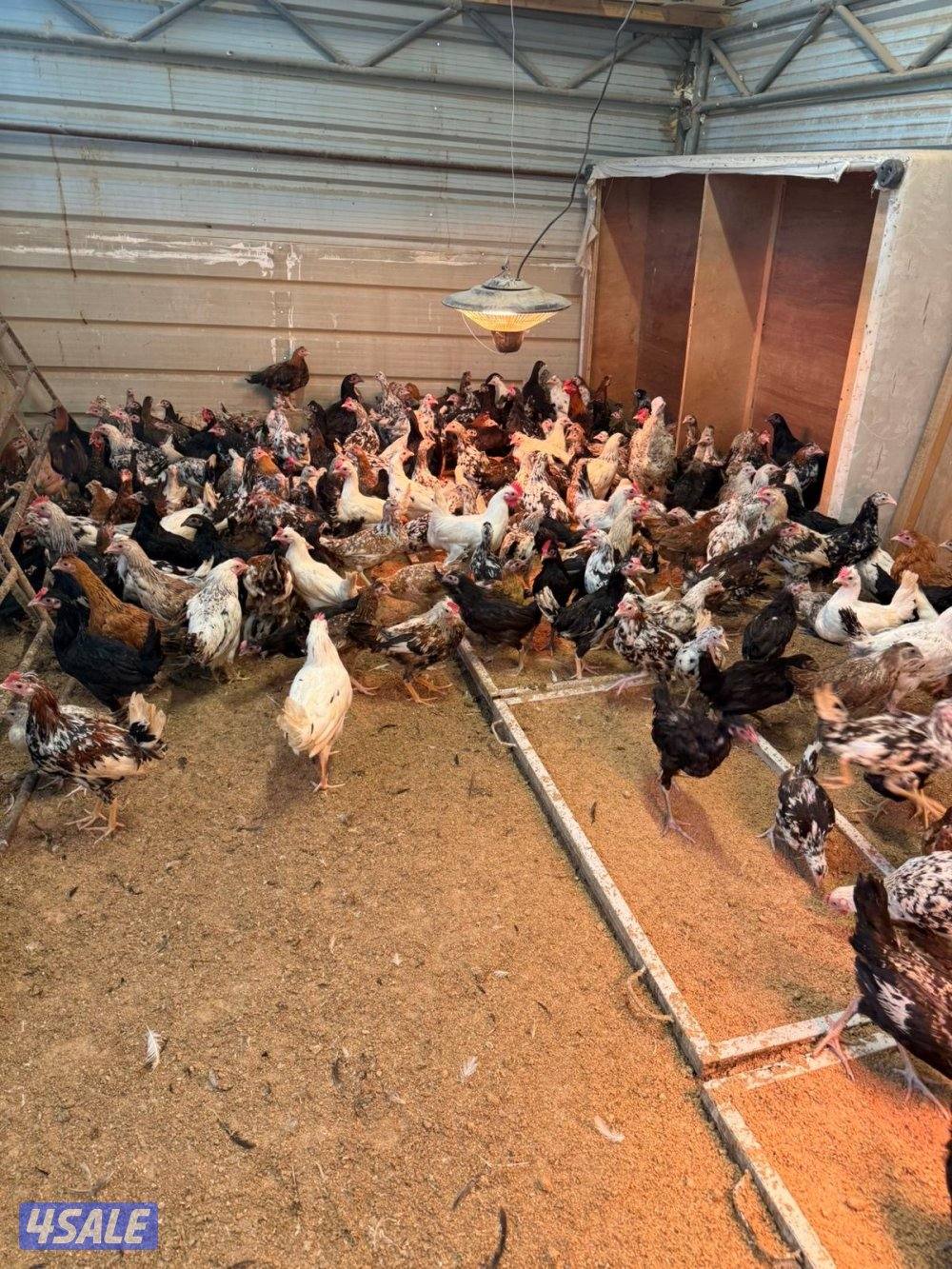 صيصان رومي + دجاج4