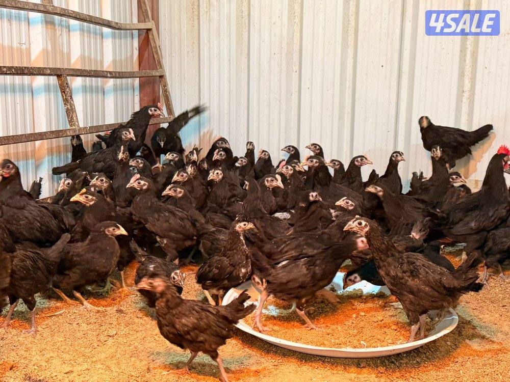 صيصان رومي + دجاج5