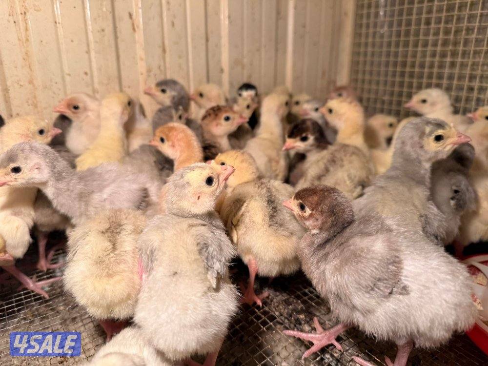 صيصان رومي + دجاج6