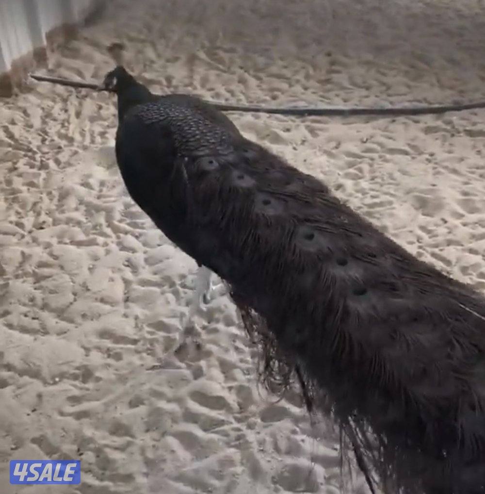 ايواز 🦚 طاووس1