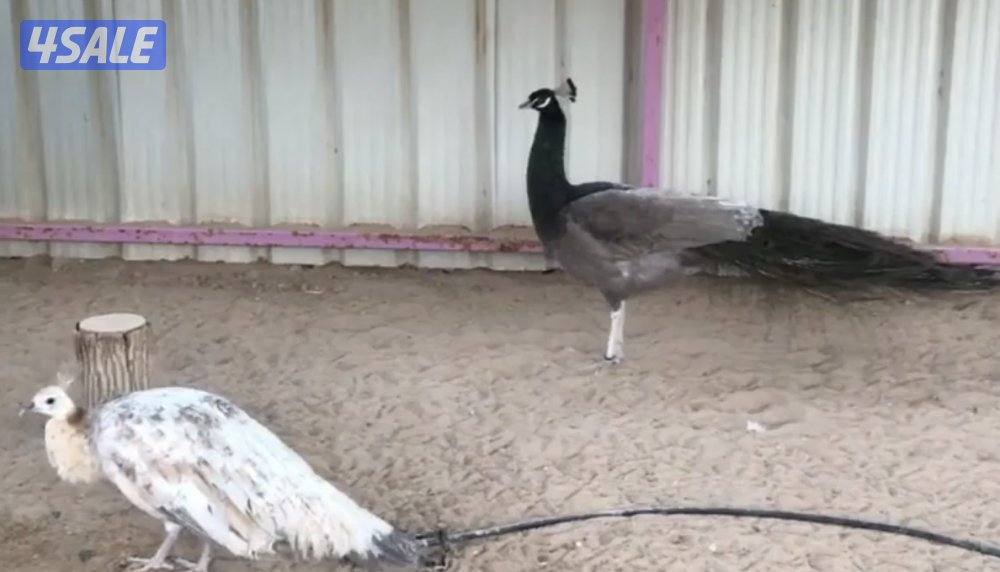 ايواز 🦚 طاووس2