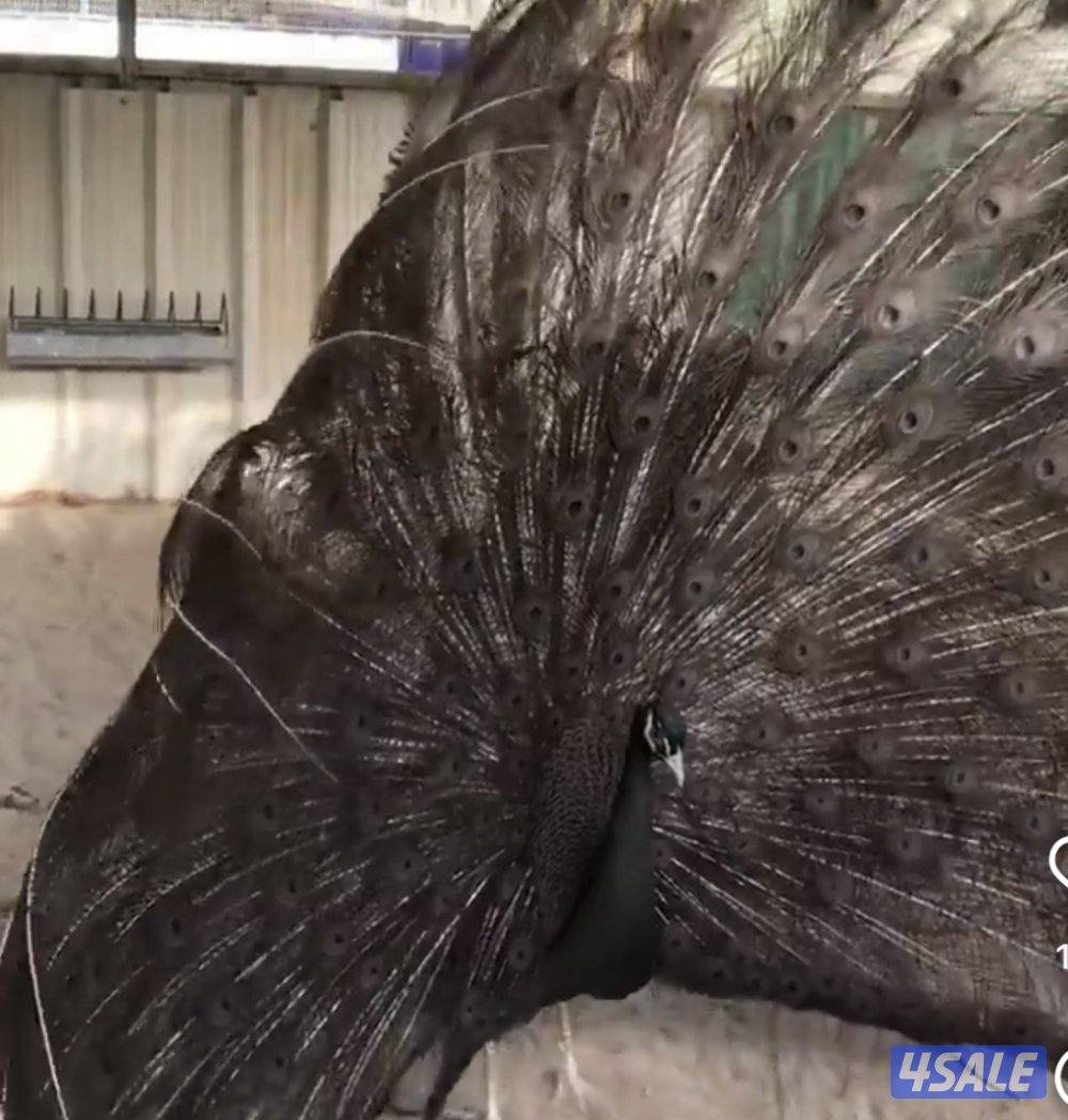 ايواز 🦚 طاووس3