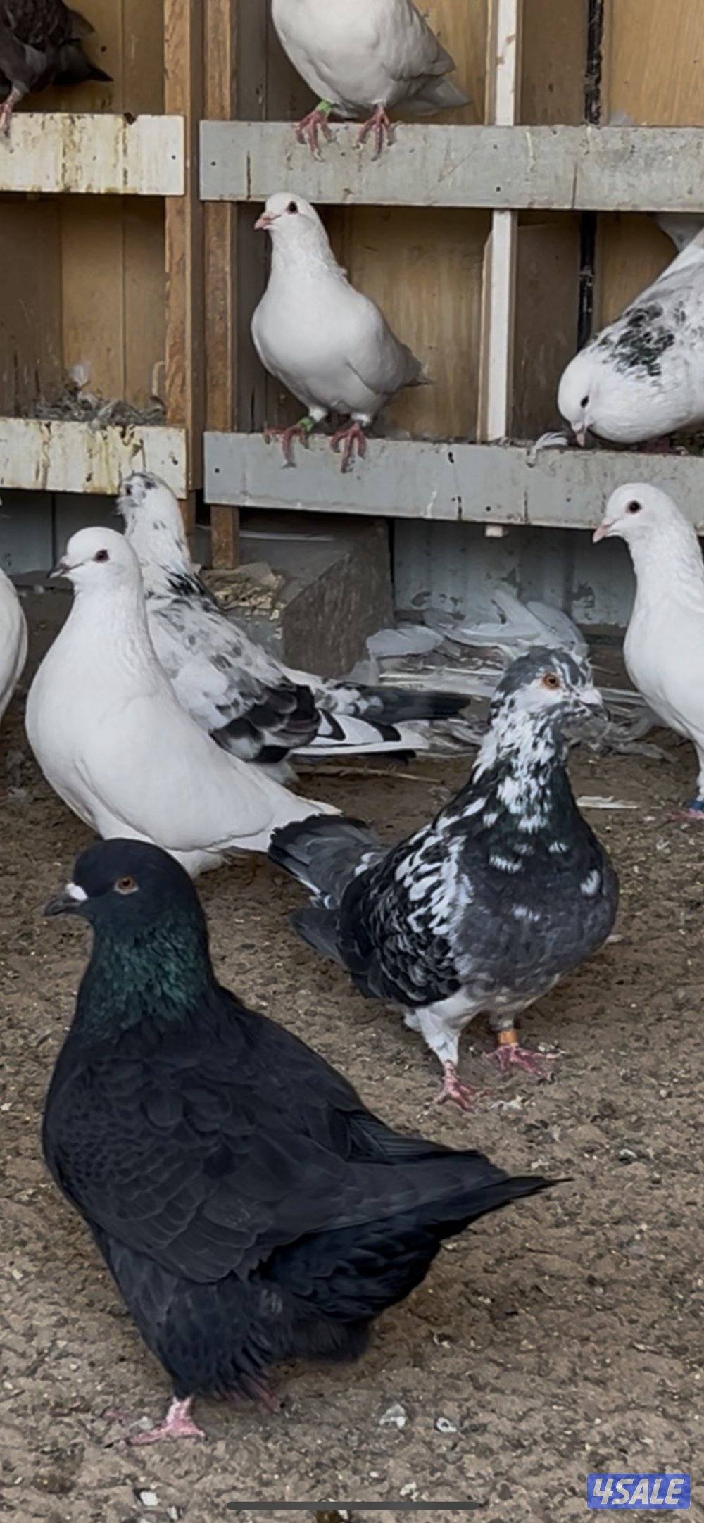 للبيع حمام احجام طيبه0