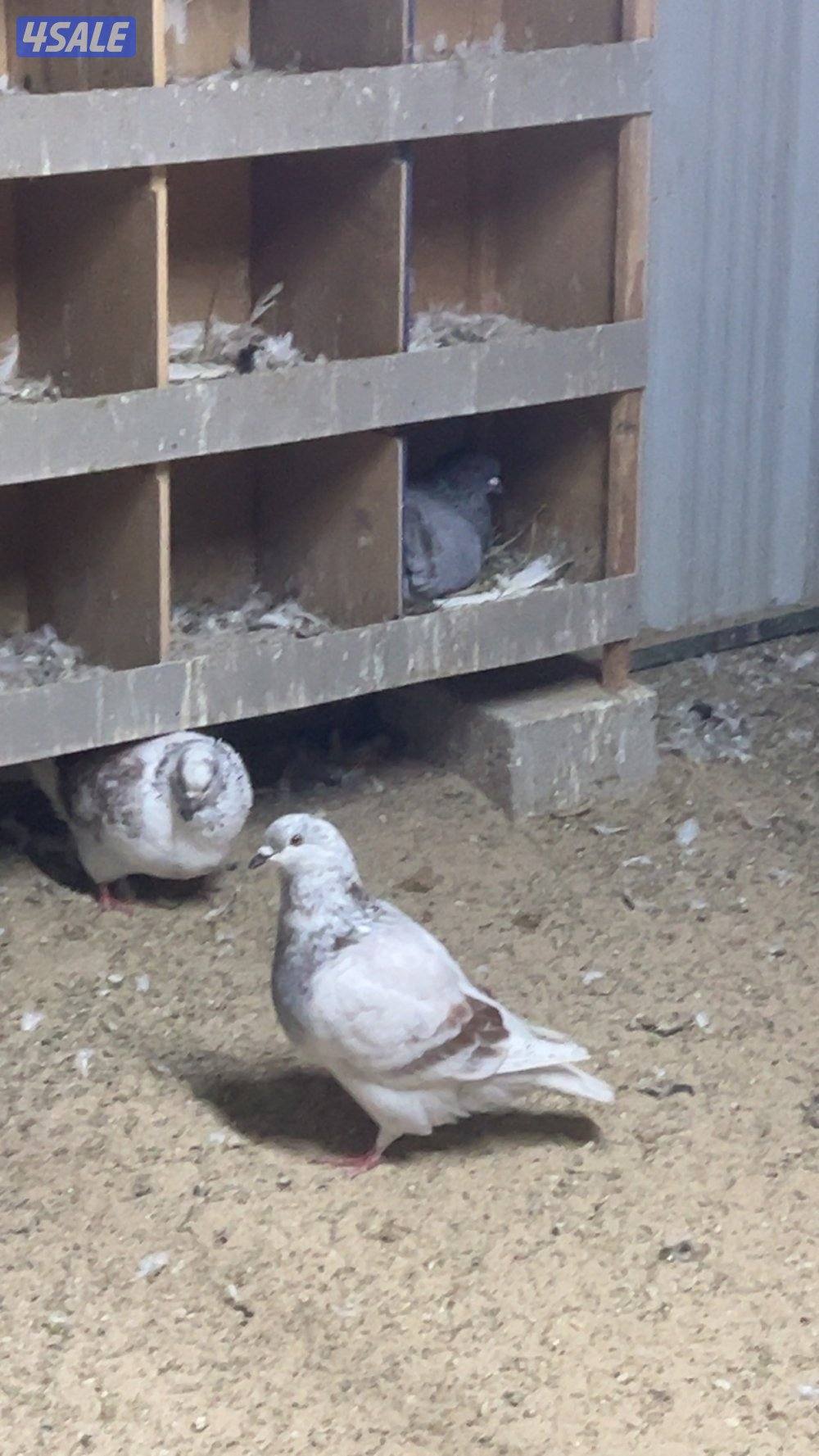 للبيع حمام احجام طيبه1