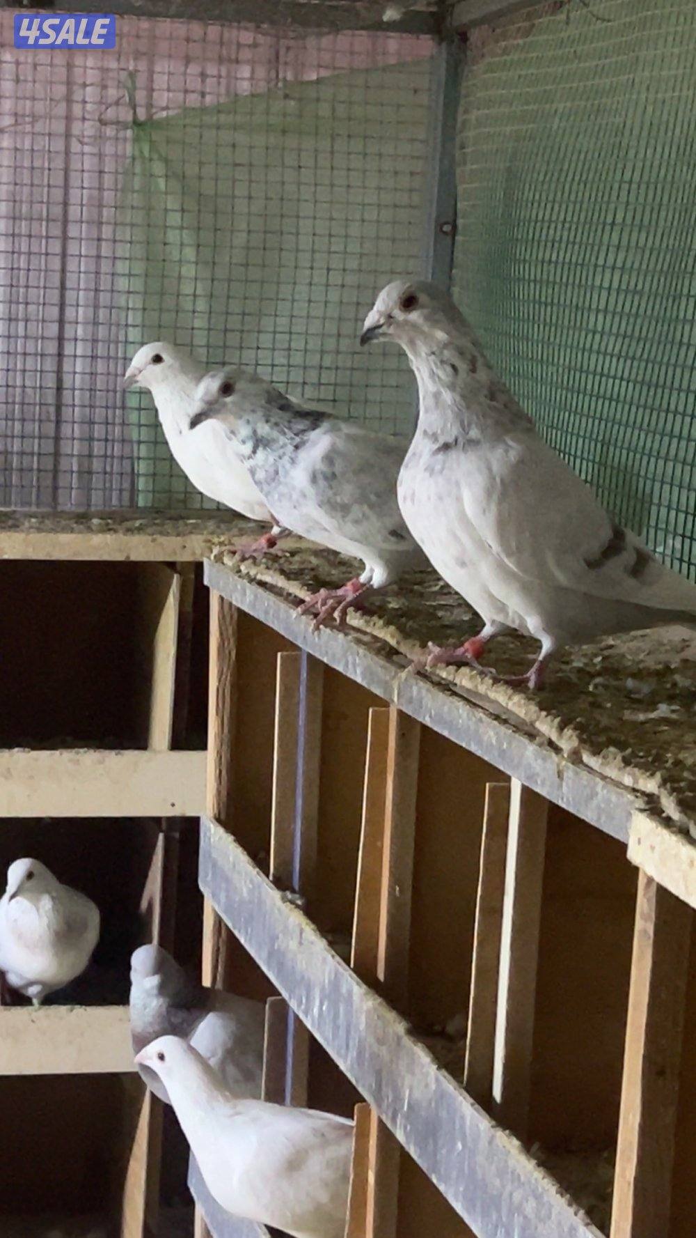 للبيع حمام احجام طيبه2