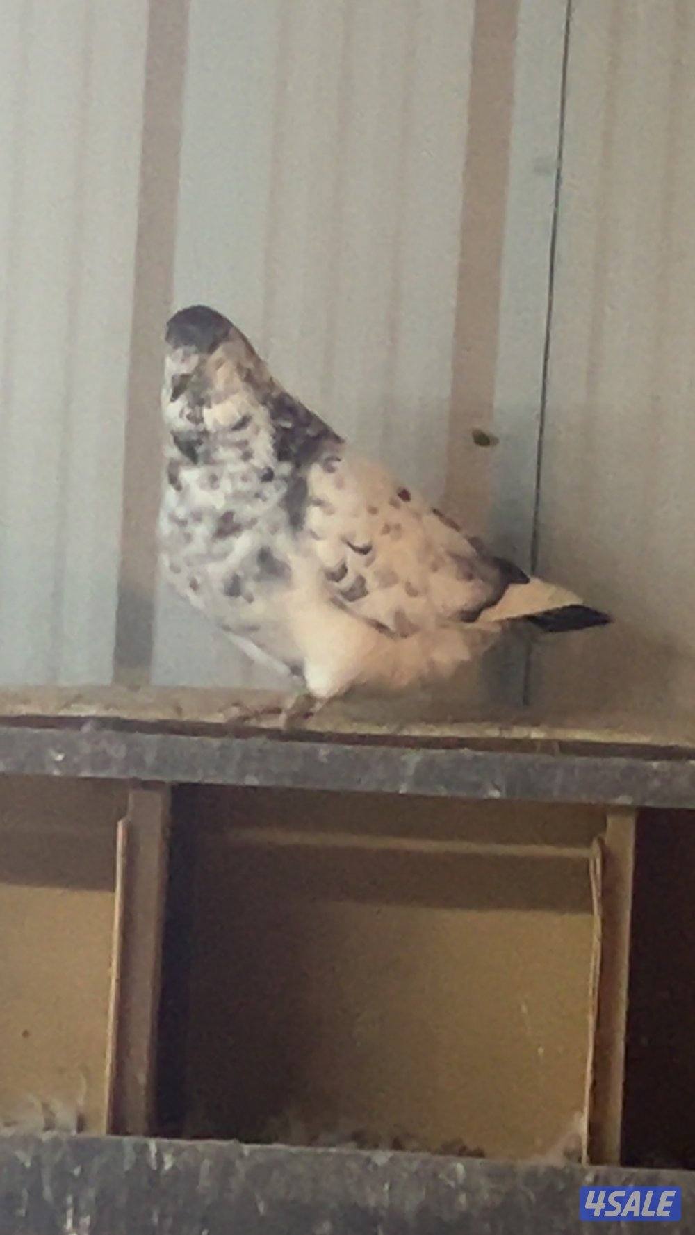 للبيع حمام احجام طيبه3
