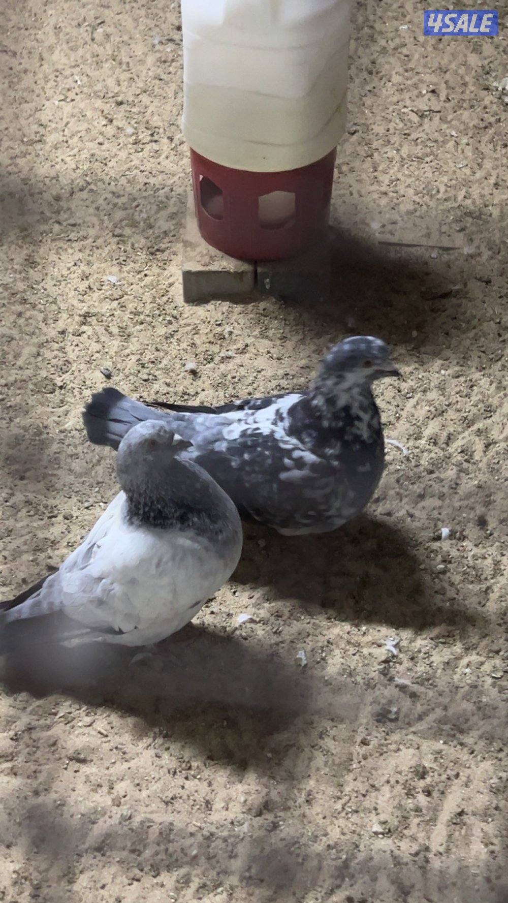 للبيع حمام احجام طيبه4