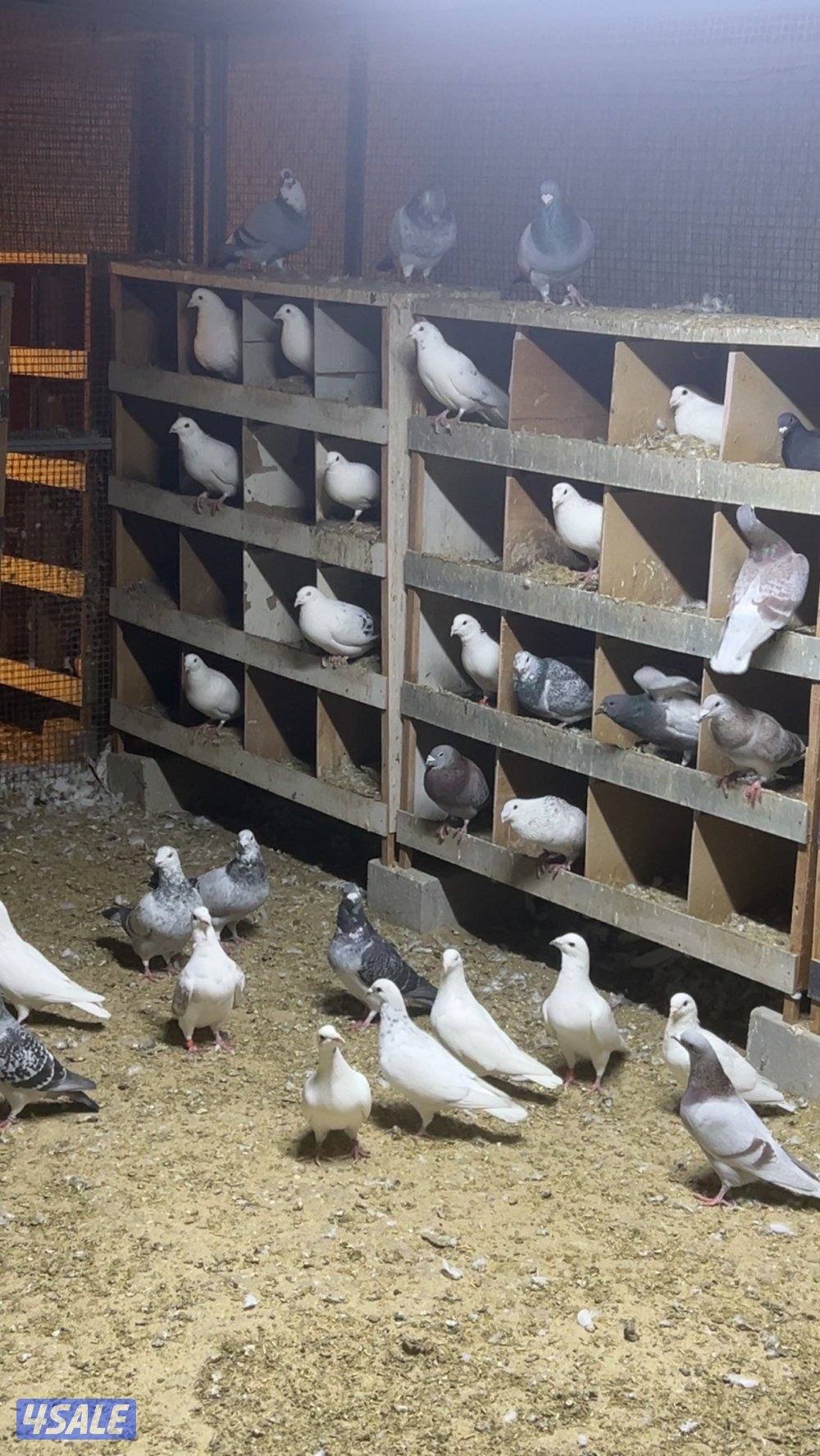 للبيع حمام احجام طيبه5