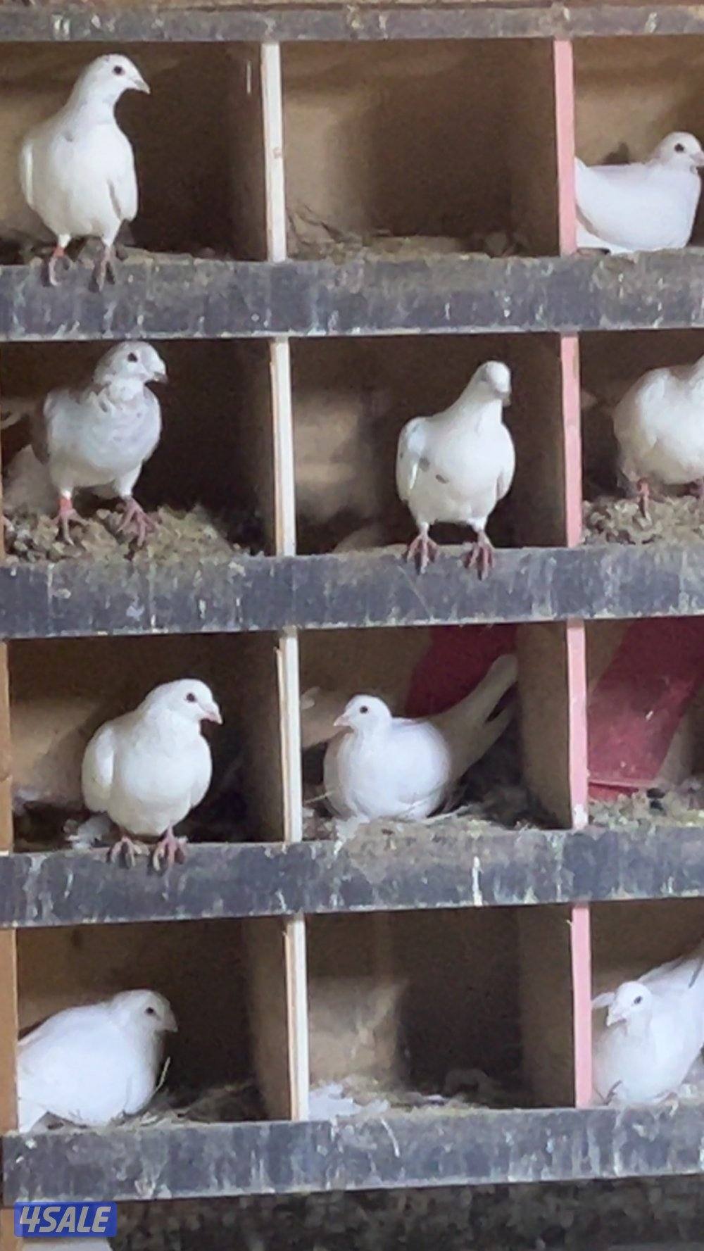 للبيع حمام احجام طيبه6