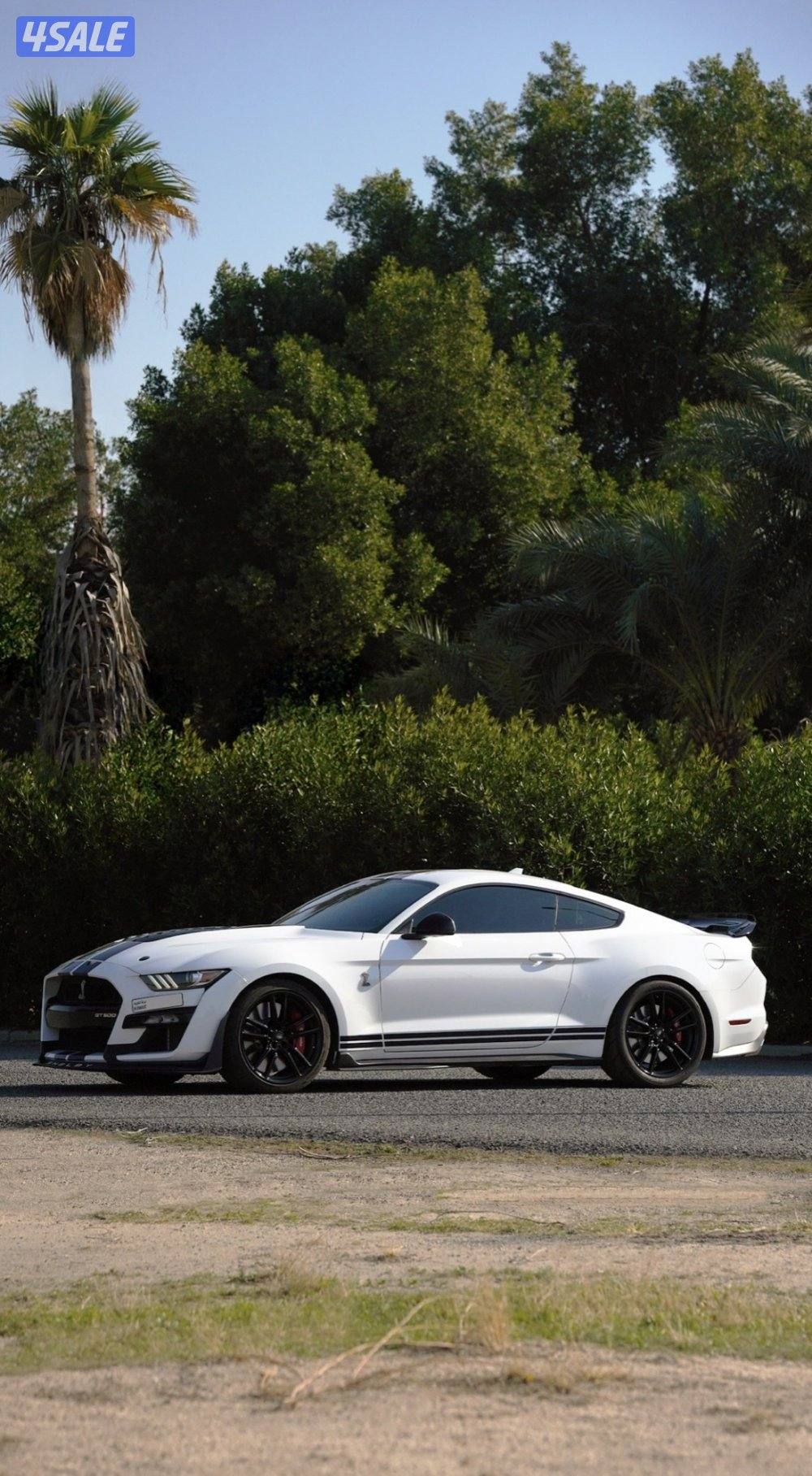 موستنق شلبي جي تي 5003