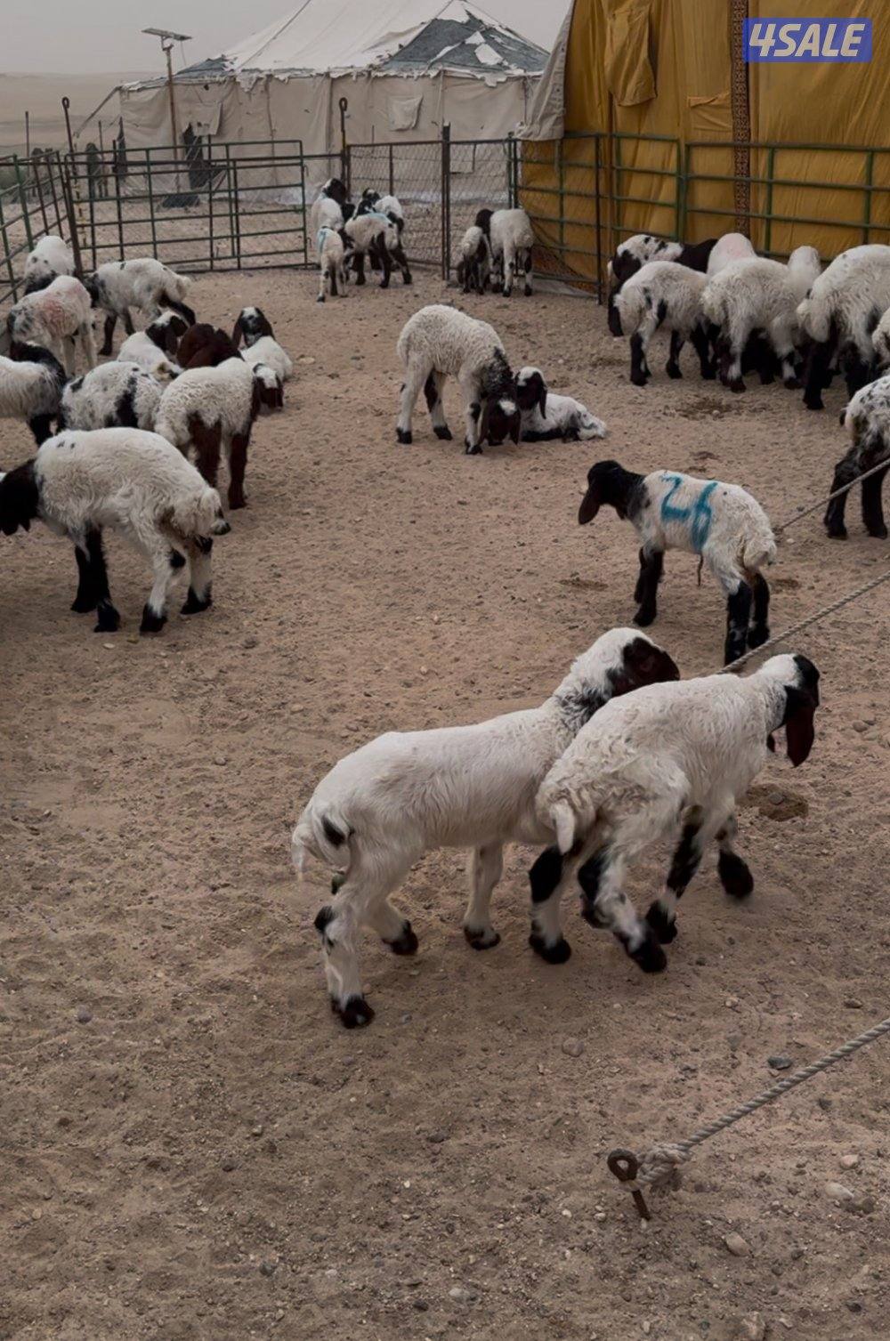 غنم مطافيل0