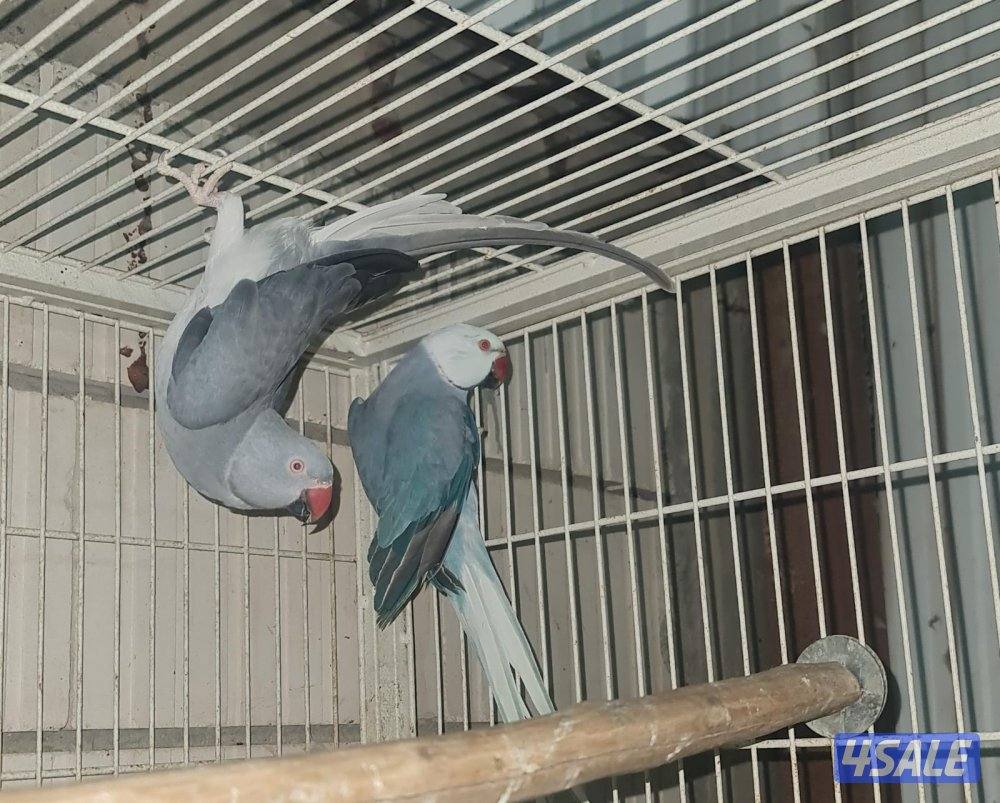 🦜ايواز بيبابي الدره ألون مميزا🦜0