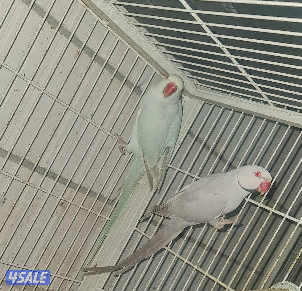 🦜ايواز بيبابي الدره ألون مميزا🦜1
