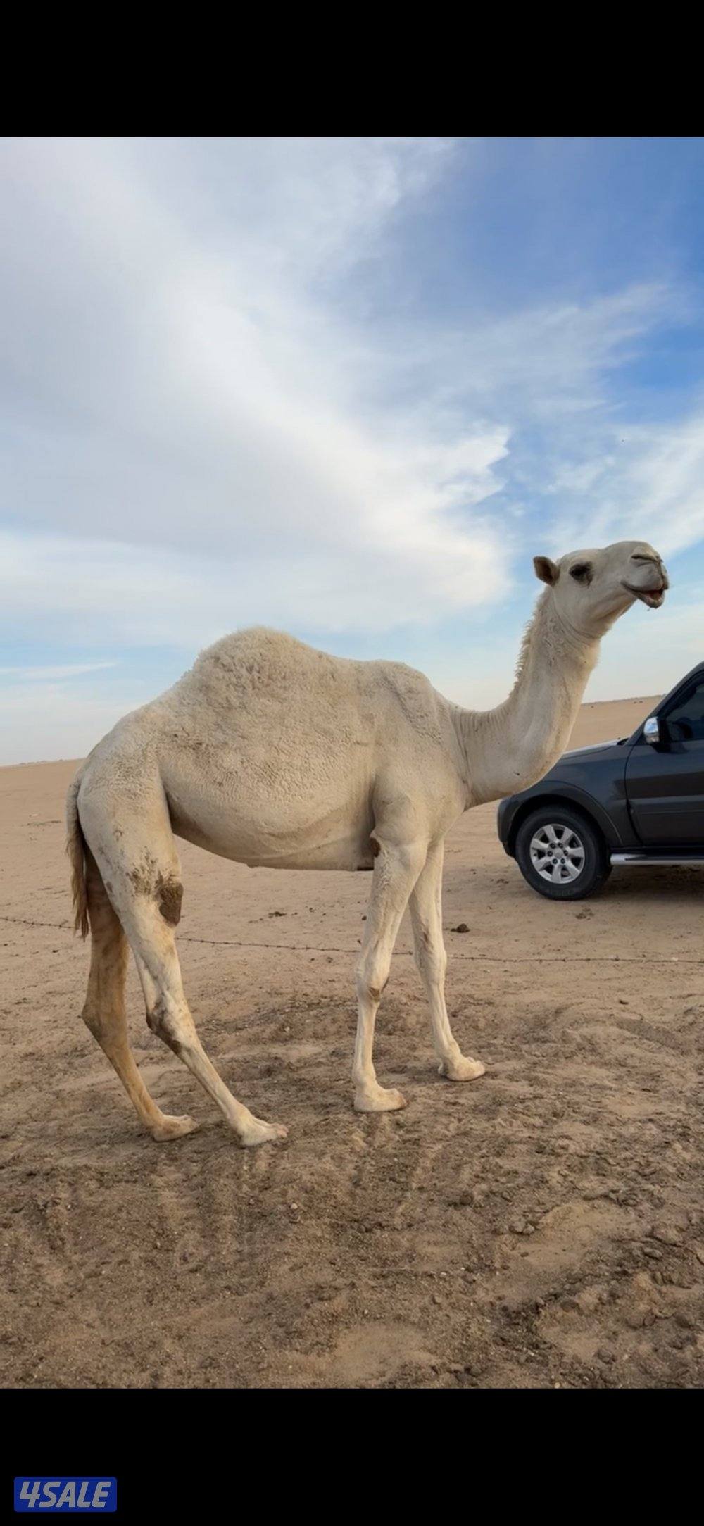 بكره وضحا جذعه رمانيه طيبه ومضربه على بعير طيب منتج السوم واصل ٨٠٠1