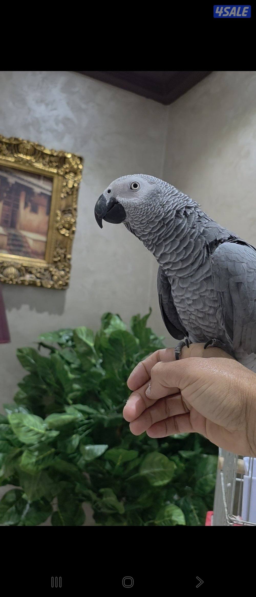 كاسكو كثير الكلام0