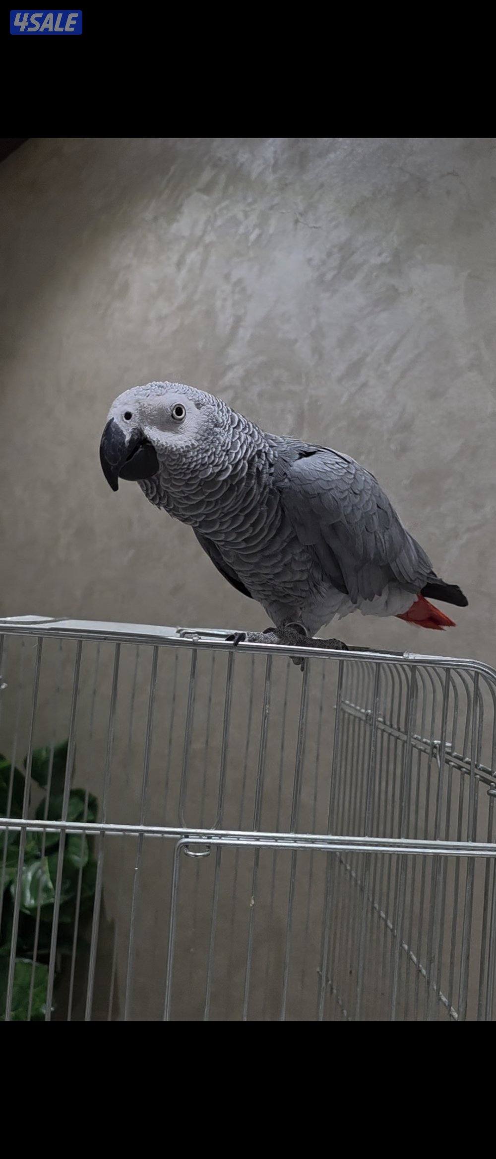 كاسكو كثير الكلام1