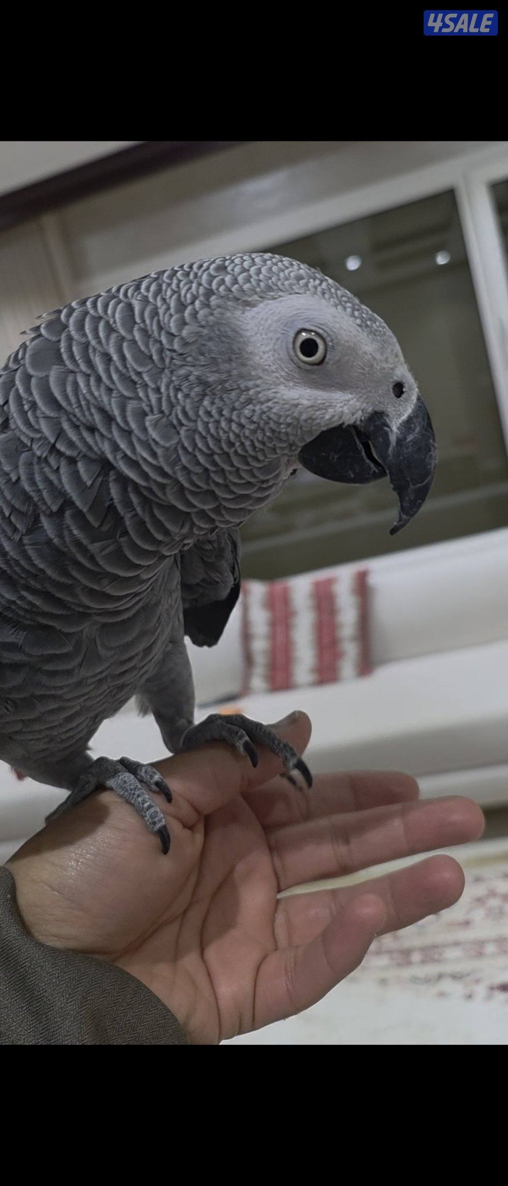 كاسكو كثير الكلام2