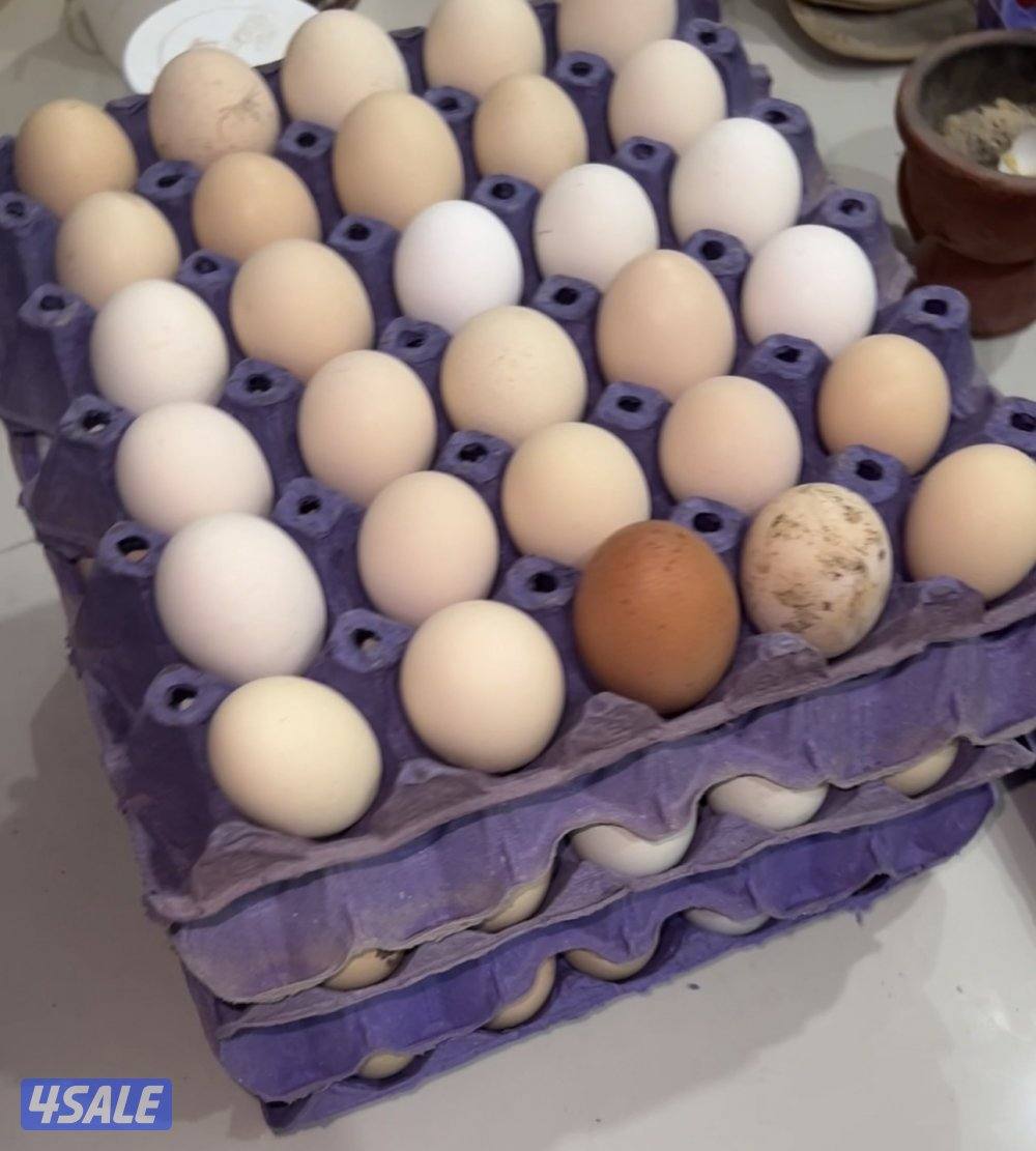 بيض وصيصان عربي قديم ترثه ولوهمان وفيومي وماران مخلوط14