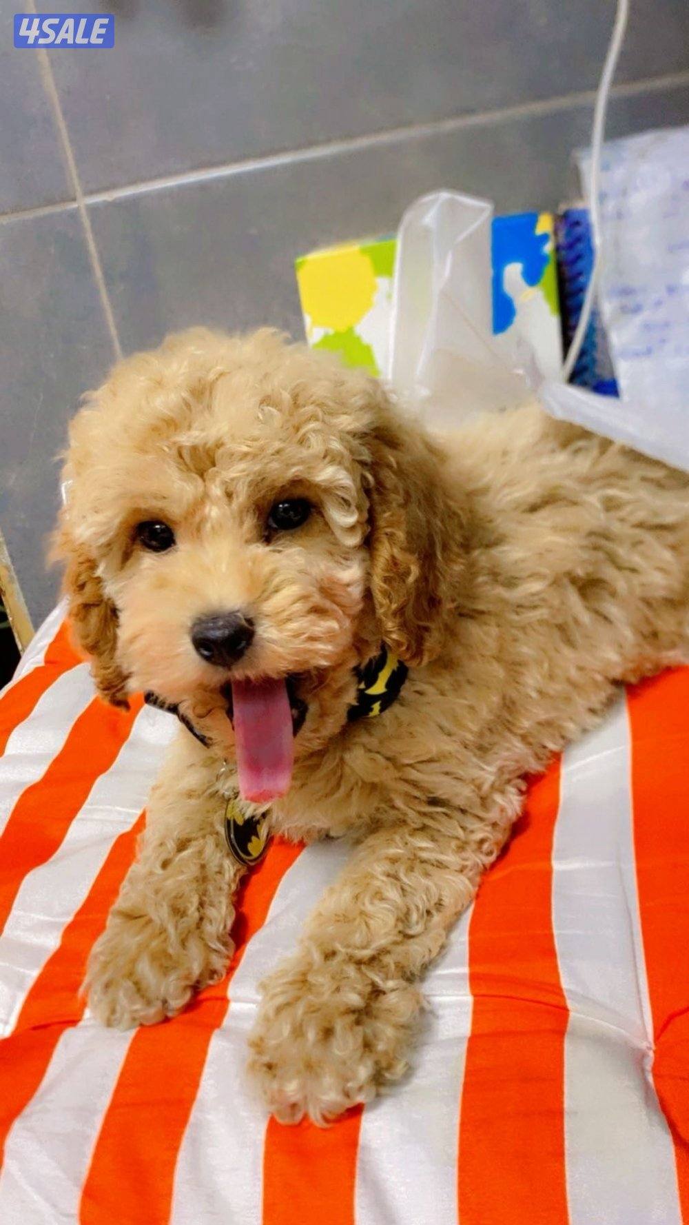 مطلوب بودل كوريان ذكر0