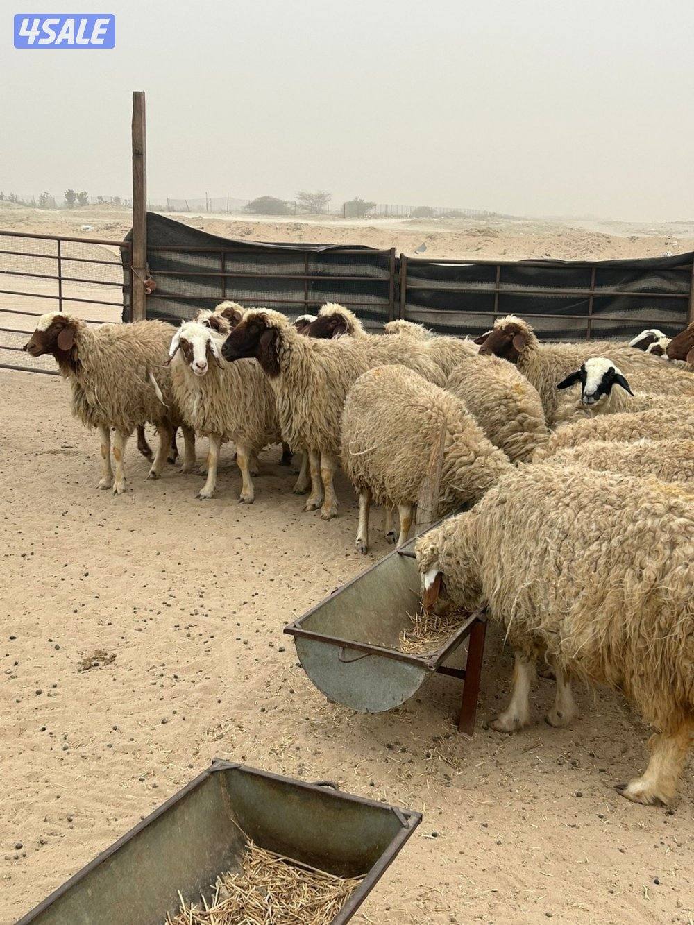 غنم شفال طيبه دفيع ومضاريع1