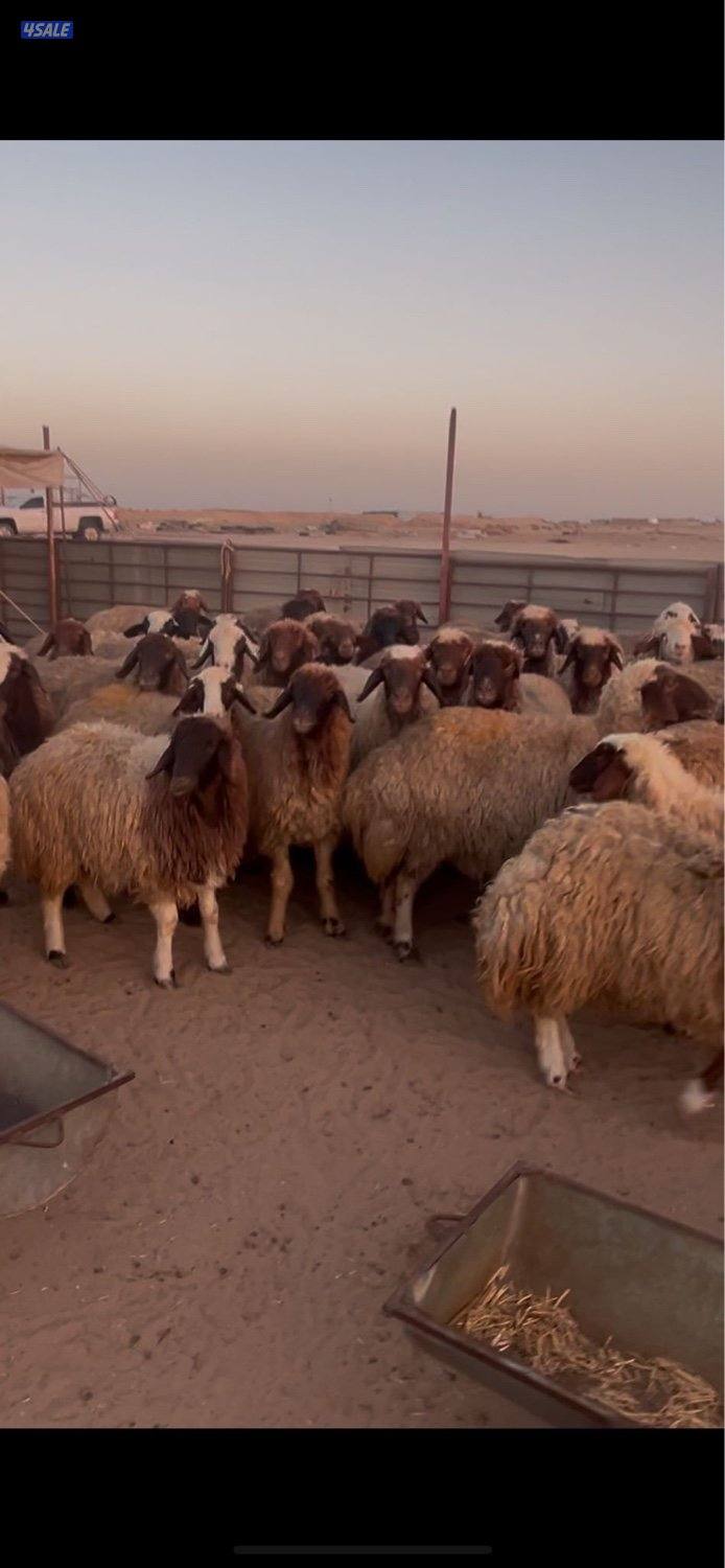 غنم شفال طيبه دفيع ومضاريع0