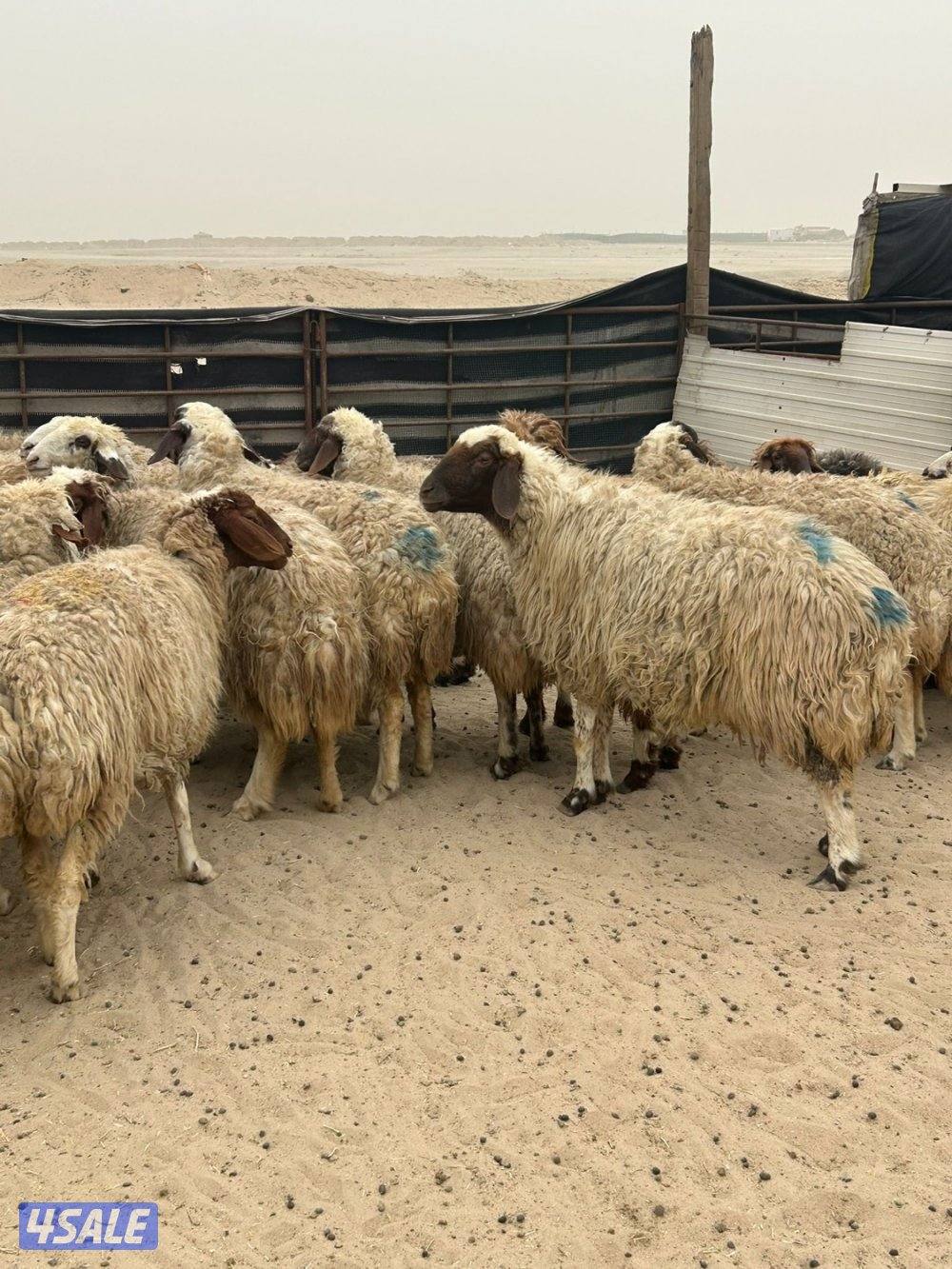 غنم شفال طيبه دفيع ومضاريع2