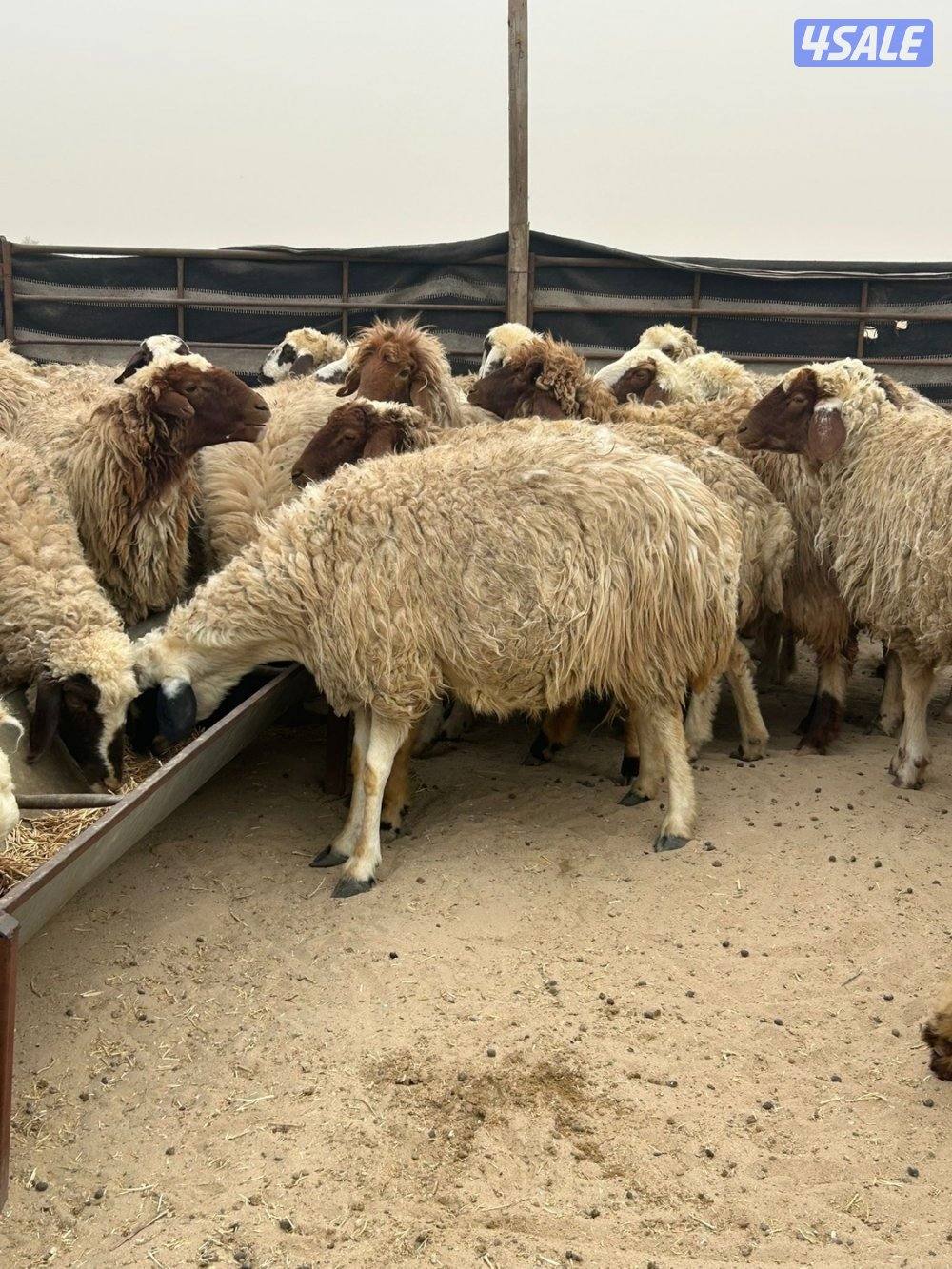 غنم شفال طيبه دفيع ومضاريع3