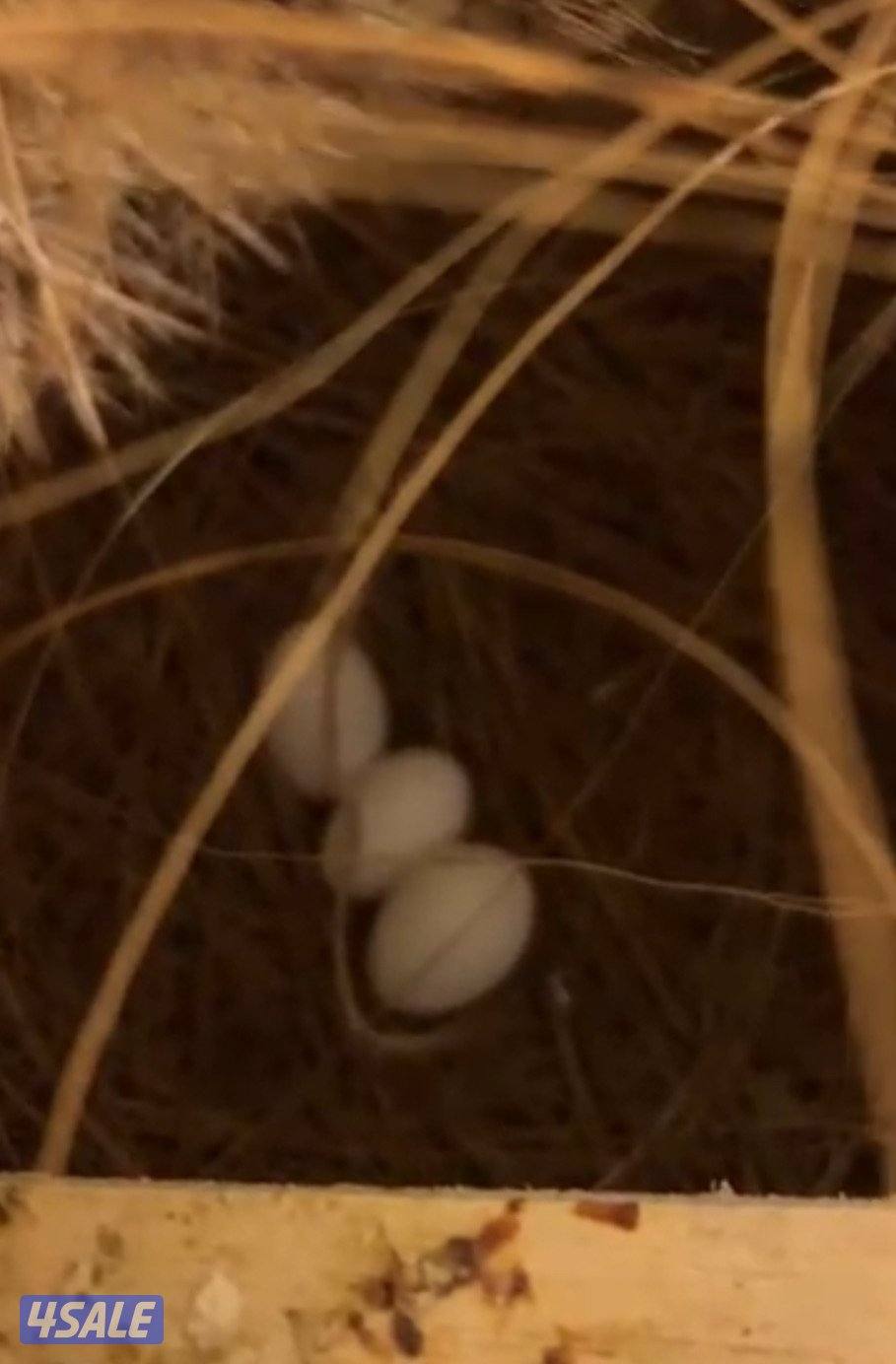 زوج جاوا تحتهم بيض1